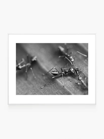 Photographie artistique intitulée "Skudra" montrant des fourmis d'Indonésie en noir et blanc, encadré au format 40x50 cm.